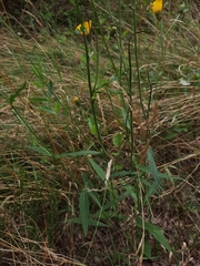 Hieracium laevigatum
