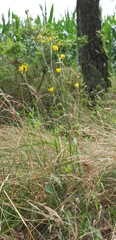 Hieracium laevigatum