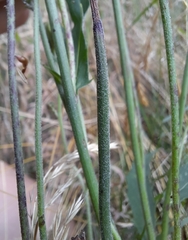 Hieracium laevigatum