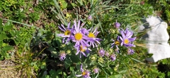Aster amellus bessarabicus