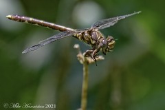 Progomphus obscurus