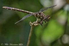 Progomphus obscurus