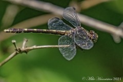 Progomphus obscurus