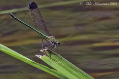 Calopteryx dimidiata