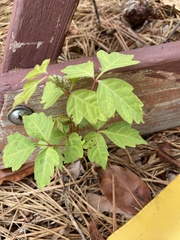 Toxicodendron radicans