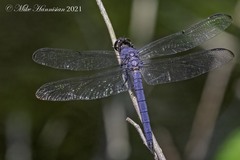Libellula incesta