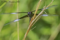 Libellula luctuosa