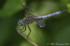 Pachydiplax longipennis