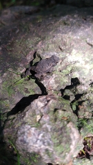 Rhinella horribilis