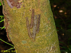 Lebeda nobilis