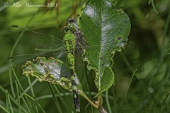 Erythemis simplicicollis
