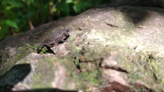 Rhinella horribilis