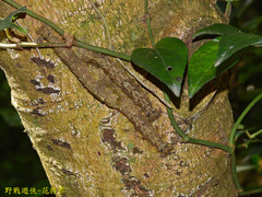 Lebeda nobilis