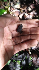 Rhinella horribilis