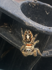 Phidippus arizonensis