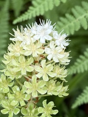 Amianthium