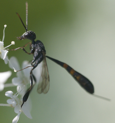 Gasteruption assectator