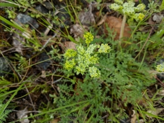 Lomatium dasycarpum
