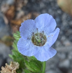 Phacelia bolanderi