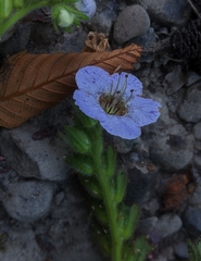 Phacelia bolanderi