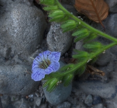 Phacelia bolanderi