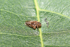 Anaceratagallia