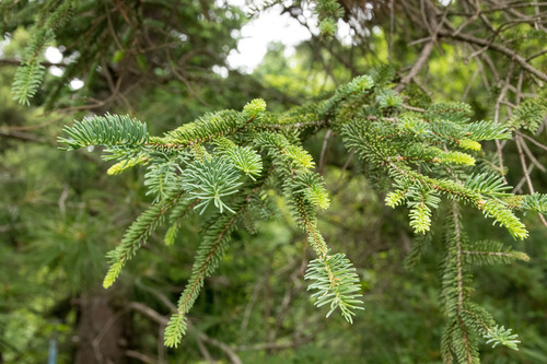 Koyama's spruce (Picea koyamae)