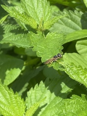 Philanthus triangulum