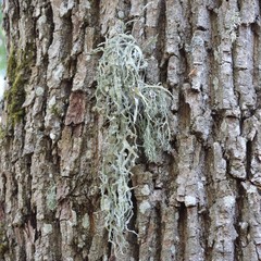 Ramalina fraxinea