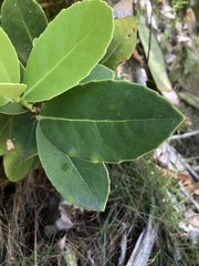 Elaeodendron xylocarpum
