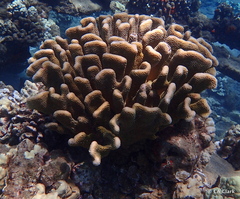 Pocillopora grandis