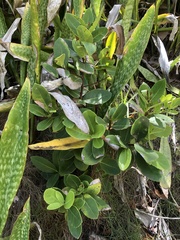 Elaeodendron xylocarpum