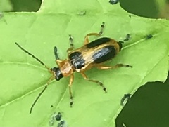 Phyllobrotica decorata