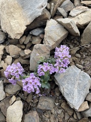 Noccaea corymbosa
