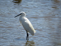 Egretta garzetta