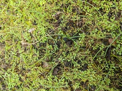 Pogogyne serpylloides