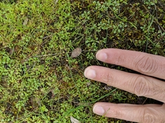 Pogogyne serpylloides