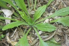 Plantago