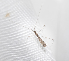 Empicoris vagabundus