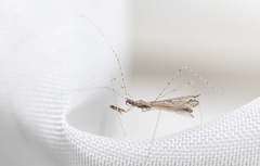 Empicoris vagabundus