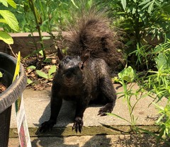 Sciurus carolinensis