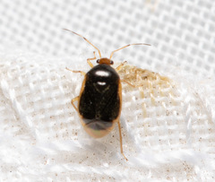Monalocoris filicis