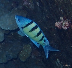 Abudefduf abdominalis