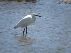Egretta garzetta