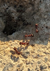 Pogonomyrmex rugosus