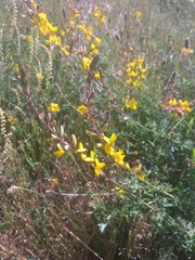 Adenocarpus complicatus