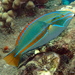 Belted Wrasse - Photo (c) sea-kangaroo, some rights reserved (CC BY-NC-ND), uploaded by sea-kangaroo
