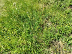 Chamaecytisus supinus