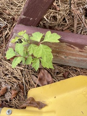 Toxicodendron radicans