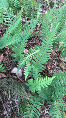 Polypodium vulgare
